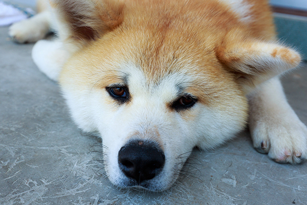 Akita_2